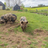 Отель The Barn - Karaka Farm Stay, фото 21