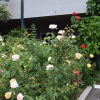 Отель Rose Garden Inn, фото 10