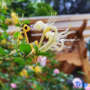 Отель Camellia Mountain Inn, фото 13