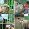 Отель Gangwondo Kiz Tema Pension Supsok Yojung, фото 5