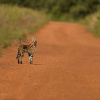 Отель iKhaya LamaDube Game Lodge, фото 14