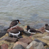 Отель Holiday Apartment Oystercatcher, фото 14