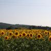 Отель Agriturismo Podere Casenove, фото 33