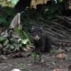 Отель Estación Biológica Tamandua, фото 20