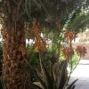 Отель Riad Amlal, фото 9