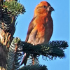 Отель Crossbill Chalet - 71, фото 8