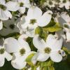 Отель Dogwood Bed & Breakfast, фото 10