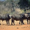 Отель Mtomeni Safari Camp, фото 16