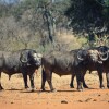 Отель Mtomeni Safari Camp, фото 2