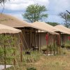 Отель Serengeti Acacia Central Camp, фото 44