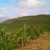 Отель und Weingut Karlsmühle в Мертесдорфе