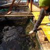 Отель Terapung Hotel & Fish Garden, фото 13
