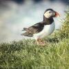 Отель Puffin Nest Capsule Hostel, фото 26