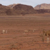 Отель Wadi Rum Desert Tours Camp, фото 18