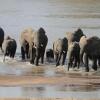 Отель Kiboko Safaris Camp, фото 9