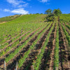 Отель Old Walls Vineyard, фото 25
