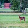 Отель Landhaus am Golfpark, фото 18