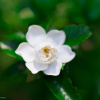 Отель Forest West Nishi, фото 1