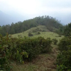 Отель Organic Farm Homestay, фото 37