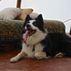 Отель Glamping Refugio del Bosque, фото 13