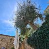 Отель La Terrazza, Elegant Tuscan Stone House With Garden and Terrace in Cetona, фото 26