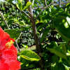 Отель Hibiscus Uno, фото 9