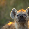 Отель Imagine Africa Luxury Tented Camp, фото 11