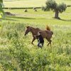 Отель Agriturismo Il Gelso Antico, фото 12