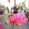 Отель Green Lodge, фото 20