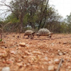 Отель Thula Private Lodge, фото 20