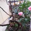 Отель Orkhideya Guest House, фото 9
