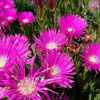 Отель Garden, фото 1