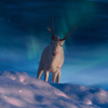 Отель Star Arctic Hotel, фото 24