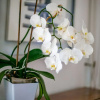 Отель AU BEAU RIVAGE AP2049 by RIVIERA HOLIDAY HOMES, фото 15