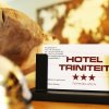Отель Triniteit, фото 9