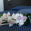 Отель Draconerium, фото 7