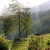 Отель Garni Gästehaus Karin, фото 27