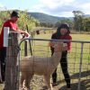Отель Starline Alpacas Farmstay Resort, фото 22