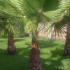 Отель Villa Ibiscus, фото 4