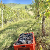 Отель Cascina Bellonuovo - Agriturismo, фото 12