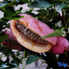 Отель zhangjiajie Wunong Kezhan, фото 7