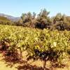 Отель Villa Areti - A Cottage in Cretan Nature, фото 24