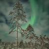 Отель SnowLounge AuroraHut GlasIgloos IceHotel, фото 18