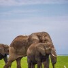 Отель Amanya Camp1-bed King Lion Tent in Amboseli NP, фото 22