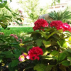 Отель Maniatis Garden, фото 13