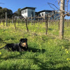 Отель California Road at Inkwell Wines, фото 18