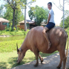 Отель Wishing Tree Resort, Khon Kaen, фото 4