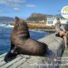 Отель Crows Nest Fish Hoek Bay, фото 20