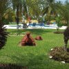 Отель Cayman Suites, фото 16