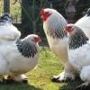 Отель B&B De Valendries, фото 7